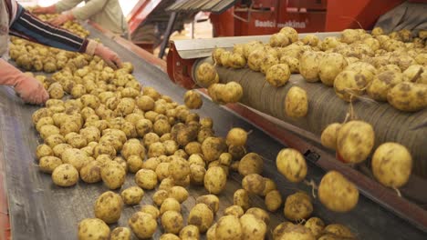 Potatoes-spilled-on-conveyor-and-workers-sorting-and-inspection-potatoes-on-conveyor.